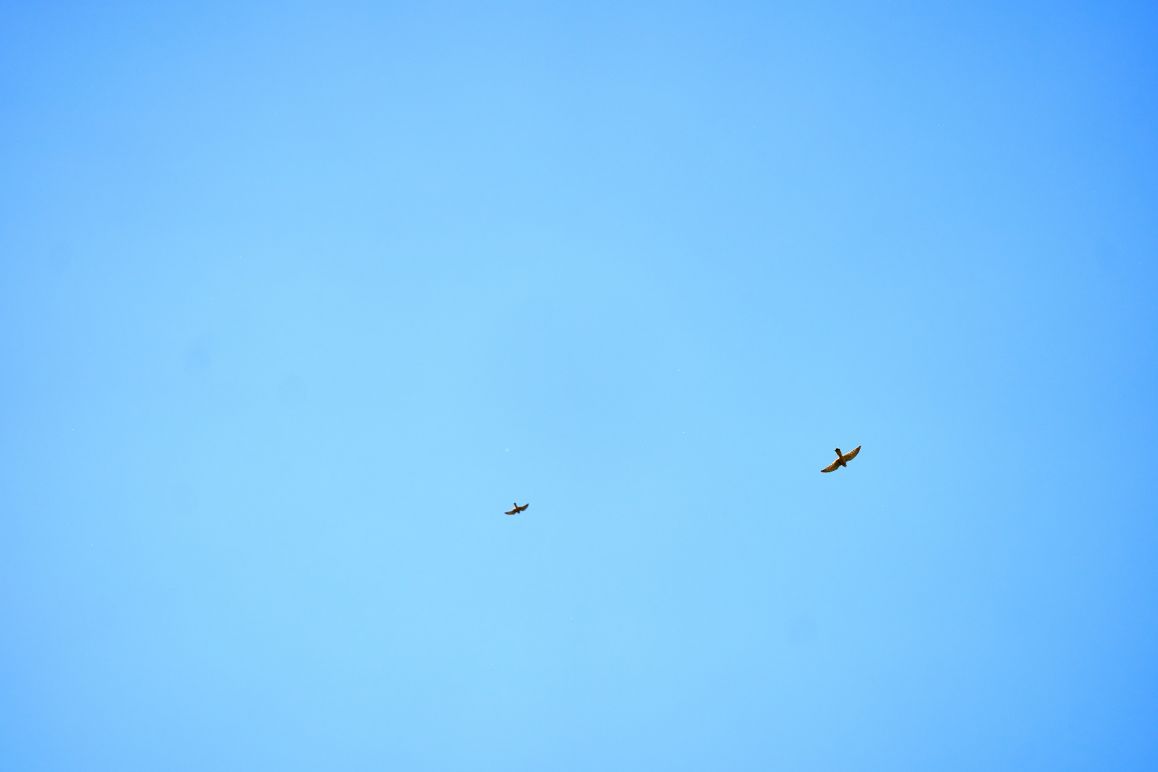 Turmfalken im Mai 2020 von Lina Loos